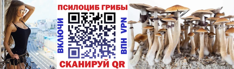 Галлюциногенные грибы Psilocybe  Купить  Адыгейск 